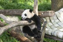 Giant panda cub Xiao Qi Ji holds onto the wooden play structure, sitting up and looking to the left