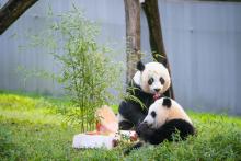Giant pandas Xiao Qi Ji (foreground) and Mei Xiang (background) celebrate Xiao Qi Ji's birthday with a panda-friendly fuitsicle cake. 