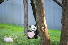 Giant panda Xiao Qi Ji holds a heart made of frozen diluted apple juice.