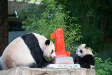 Giant panda mom and cub eat an ice cake shaped like the number 1 for the cub's first birthday