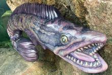 A close-up of a life-sized snake-head fish model. 