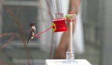 Ruby-throated hummingbird Spot sits on a feeder atop a scale. 