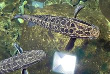 Two snakehead fish swimming