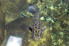 One snakehead fish swimming
