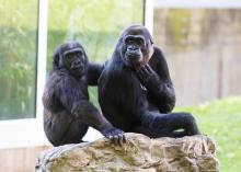 Gorillas Moke and Mandara sit atop a boulder in their outdoor habitat.
