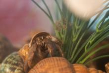 A hermit crab stands next to tall grass.
