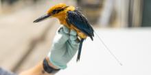 A male Guam kingfisher wears a replica transmitter while sitting on a keeper's hand.