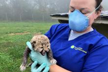 Keeper Amber stands outside on a foggy day holding a 10-day-old male cheetah cub. Amber is wearing a royal blue T-shirt, a light blue N95 mask and light blue latex gloves. She's looking at the cub. The cub has it's mouth open.