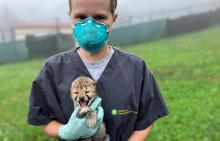 Keeper Becky stands outside on a foggy day holding a cheetah cub. Becky is wearing a dark grey t-shirt, teal N95 mask and light blue latex gloves. She and cub are looking at the camera. The 10-day-old cub in her hands has his mouth open.