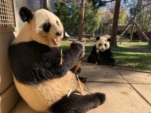 Giant pandas Mei Xiang and Xiao Qi Ji eat sugar cane in their outdoor habitat. 