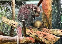 Prehensile-tailed porcupine Beatrix and her porcupette sit on a branch. 