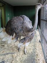 Ostrich Linda behind-the-scenes at the Cheetah Conservation Station. 