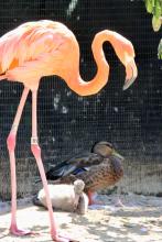 American flamingo Betty explores her exhibit at the Bird House.