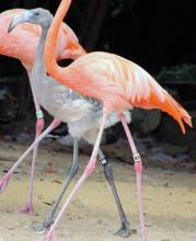 American flamingo Betty foster-parents a chick that was hand-raised by Bird House keepers. 