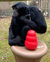 Portrait of siamang Guntur, sitting outside on a brown spool with a red kong toy.