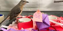 Mockingbird Mimi balances on a food dish. Pink, purple and red construction paper is below. A note attached to a purple square box says "to Mimi: From: your keepers."