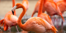 Side profile of a flamingo standing in a pool with other flamingos behind it. A gathering of flamingos is called a "flamboyance."