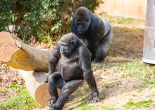 Western lowland gorillas Moke and his father, Baraka