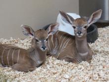 Two lesser kudu calves laying next to one another in a bed of wood shavings.