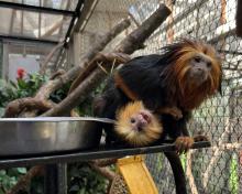 A golden-headed lion tamarin baby clings upside-down to its mother's belly.