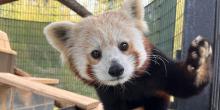 Red panda Xena holds up her left paw.
