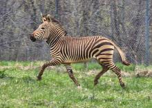 A zebra runs through a field