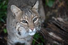 A bobcat looks up at the camera. It's face fills the left side of the photo and a tree branch fills the right. 