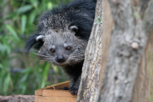 A binturong peeks its head out from behind a trunk of a tree. It's standing on a wooden box of sorts and there are leaves behind it.