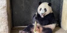 Giant panda cub Xiao Qi Ji eats a bamboo shoot on the patio of his exhibit in May 2022. 