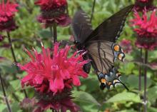 An eastern tiger swallowtail butterfly feeds on nectar from a flower. 