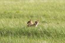 Two swift fox cubs sit in tall grasses of the American Prairie 