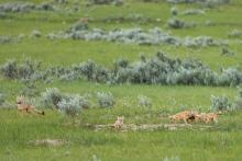 A pack of swift fox cubs and their mother playing in prairie grasses