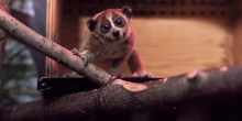 Male pygmy slow loris, Pabu, stands with his hind legs on the edge of a wooden box on it's side. Pabu's front legs are on a branch coming up from under the box. There is another, darker and thicker branch below Pabu and in the foreground.