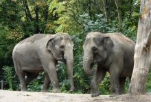 Asian elephants Trong Nhi and Nhi Linn