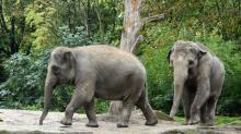Asian elephants Trong Nhi and Nhi Linn at Rotterdam Zoo. 