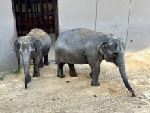 Nov. 7, 2022 | Asian elephants Nhi Linh (left) and Tring Nhi (Right) explore their outdoor enclosure at Smithsonian's National Zoo and Conservation Biology Institute.