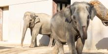 Asian elephants Trong Nhi (left) and Nhi Linh (right) explore their outdoor habitat at Elephant Trails.