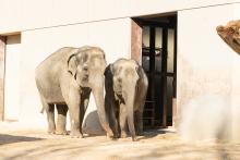 Two female Asian elephants standing next to each other.