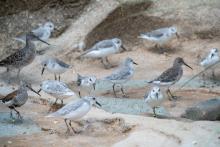 Shorebirds—including sanderling and dunlin—stroll on the beaches of the Delaware Bay aviary.