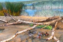 Ruddy ducks paddle in the Prairie Pothole aviary. 