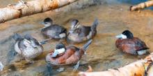 A flock of five Ruddy ducks swim in an indoor pond. Two of the ruddy ducks are male and three are female. The water is very clear.There are two branches going across the pond. 