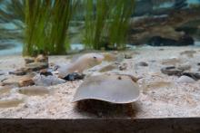 A horseshoe crab and mummichog fish in the Delaware Bay aviary.