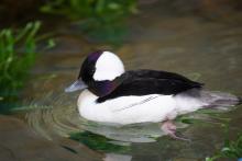 A male bufflehead paddles in the Prairie Pothole aviary. 