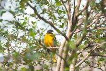 A Baltimore oriole in the Bird Friendly Coffee Farm aviary.