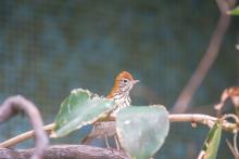 A wood thrush in the Bird Friendly Coffee Farm aviary. 