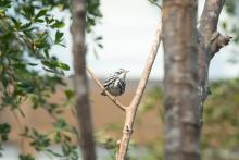A black-and-white warbler sits in a tree in the Bird Friendly Coffee Farm aviary. 