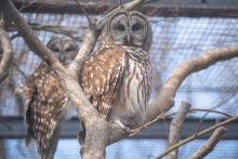 A pair of barred owls, a male named Edward and a female named Edwina, live in the outdoor exhibit at the Bird House plateau.
