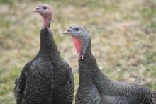 The outside habitats on the plateau will feature charismatic favorites including standard bronze turkeys.