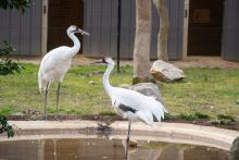 The outside habitats on the plateau will feature charismatic favorites such as whooping cranes.