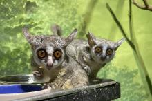 Southern lesser galago brothers Mopani (left) and Damara (right) eat from a food pan.